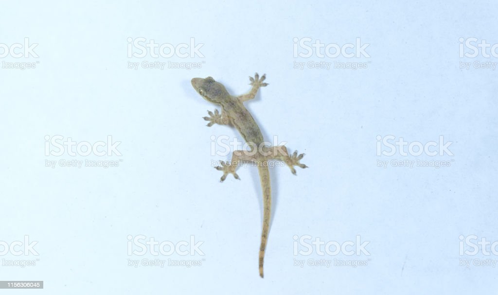 Transparent Lizard - KibrisPDR