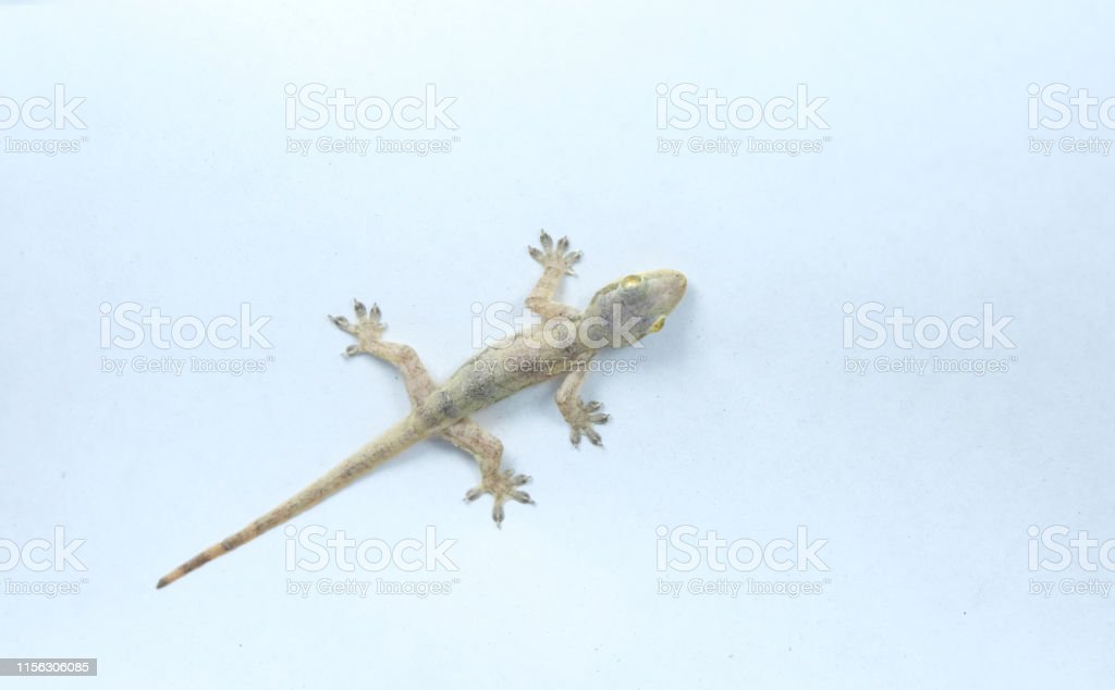 Detail Transparent Lizard Nomer 4