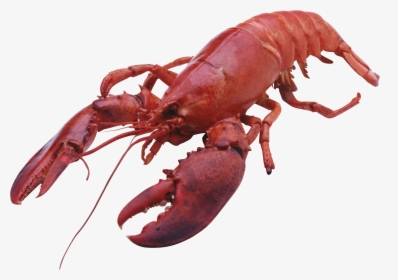 Detail Transparent Lobster Nomer 2