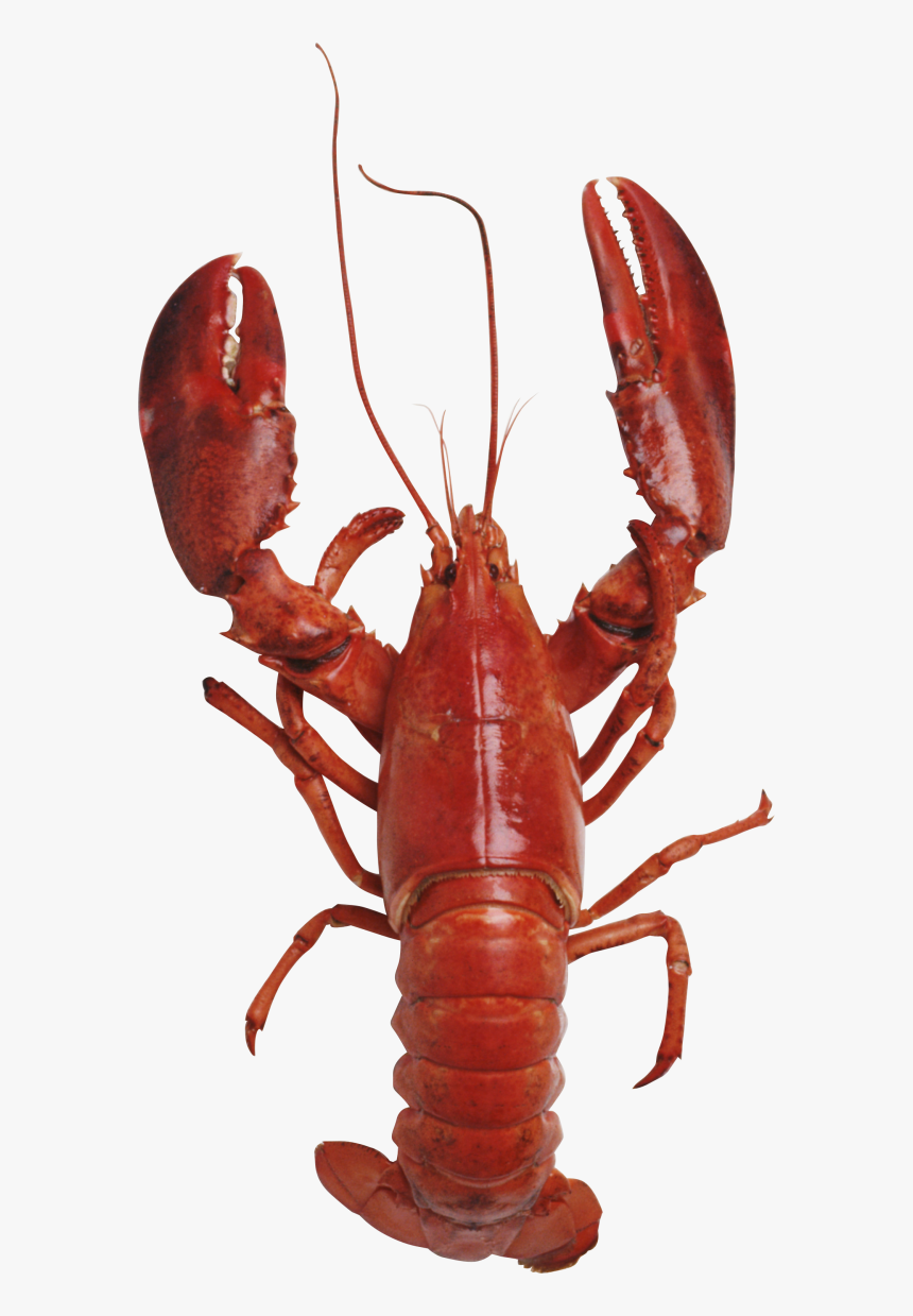 Detail Transparent Lobster Nomer 10