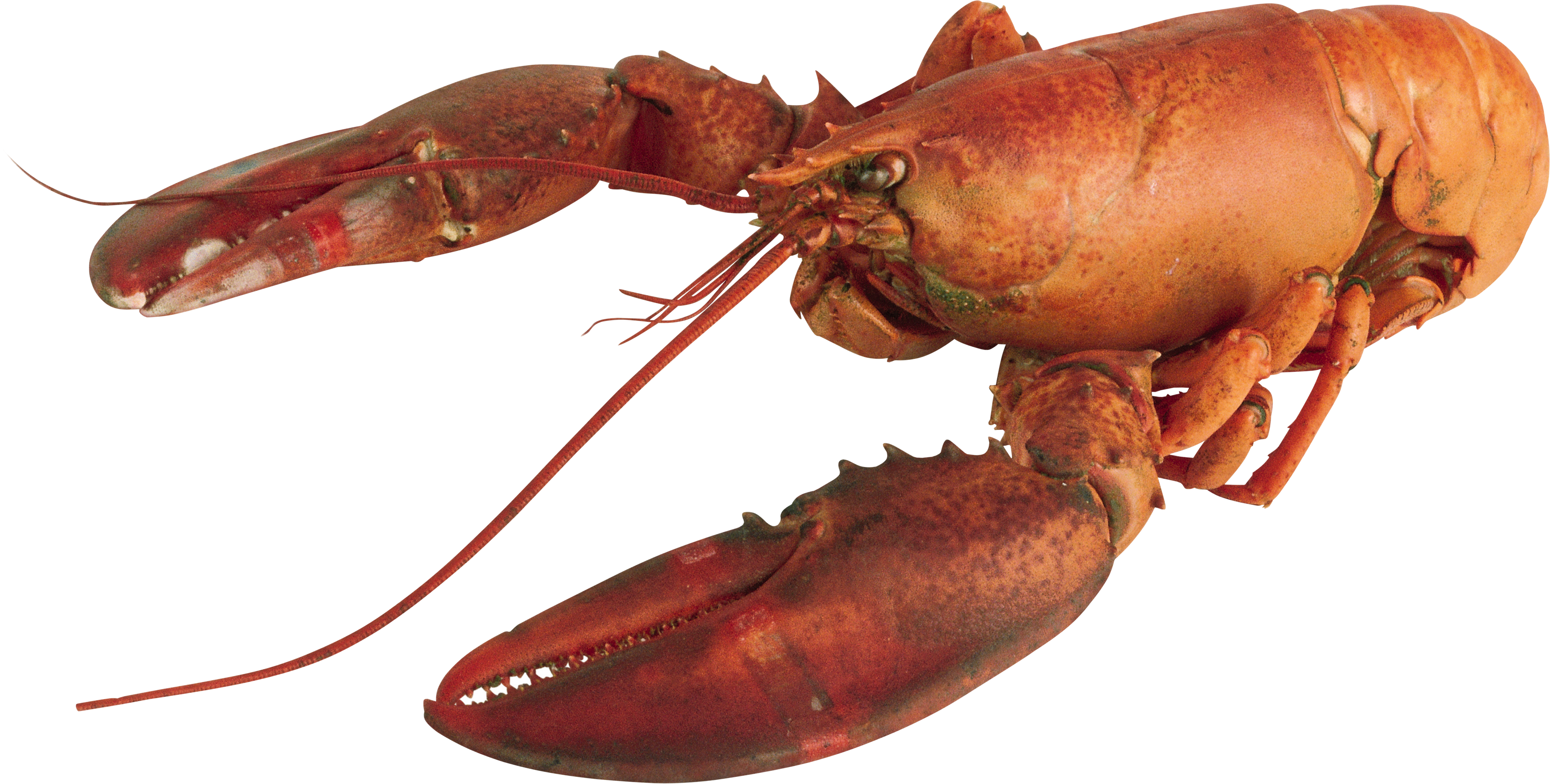 Detail Transparent Lobster Nomer 11