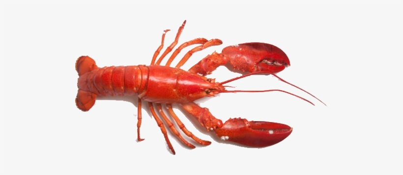 Detail Transparent Lobster Nomer 13