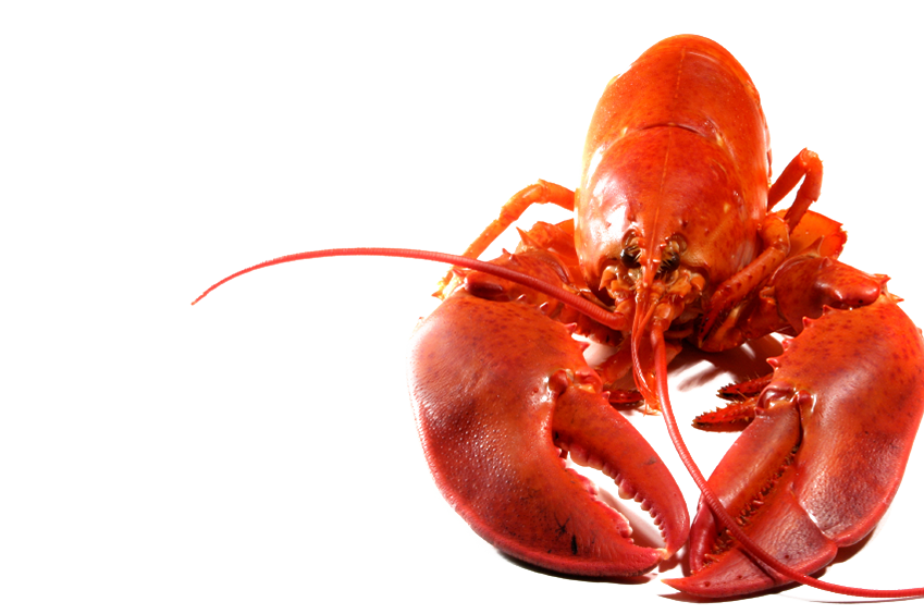 Detail Transparent Lobster Nomer 14