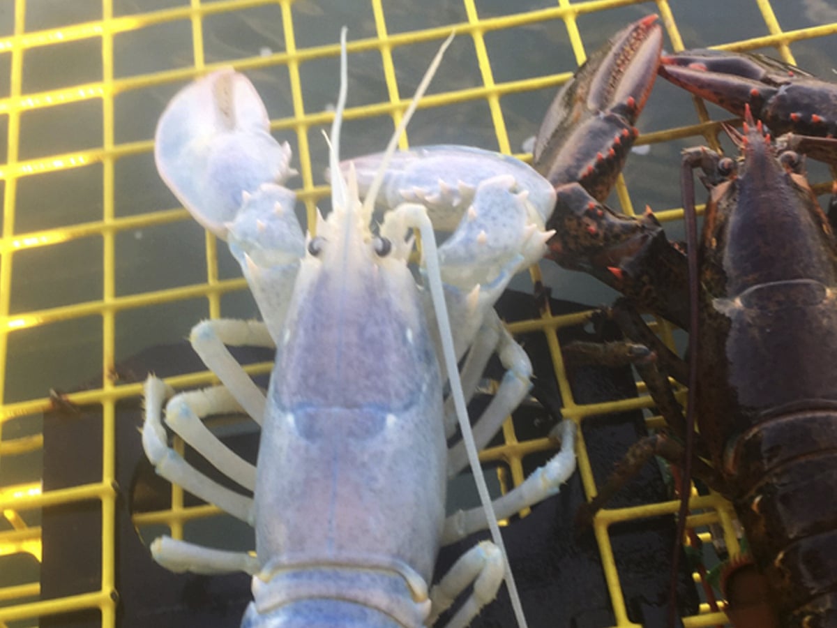 Detail Transparent Lobster Nomer 15