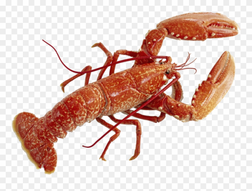 Detail Transparent Lobster Nomer 17