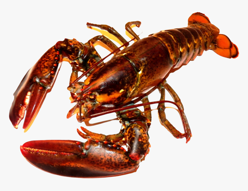 Detail Transparent Lobster Nomer 18