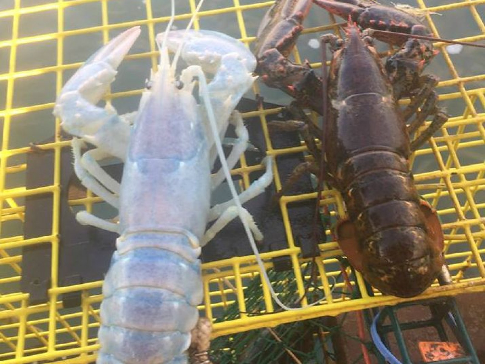 Detail Transparent Lobster Nomer 3
