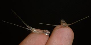 Detail Transparent Lobster Nomer 19
