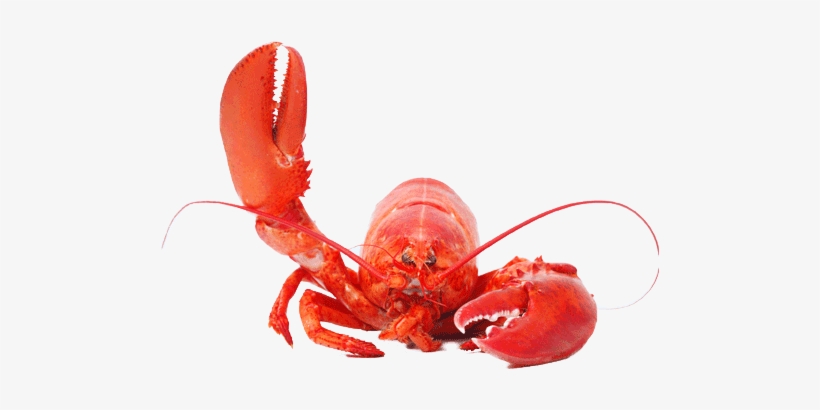 Detail Transparent Lobster Nomer 20