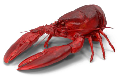 Detail Transparent Lobster Nomer 21