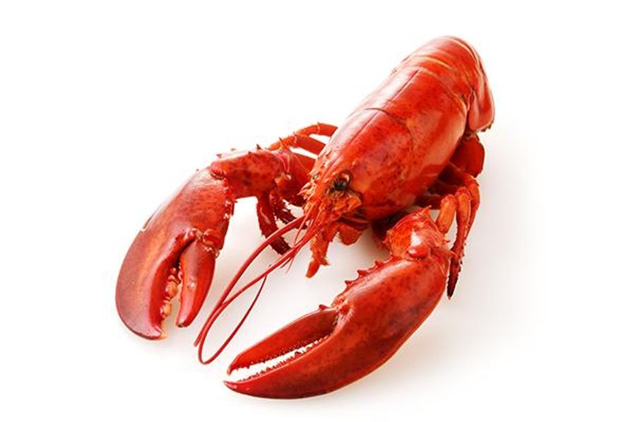 Detail Transparent Lobster Nomer 23
