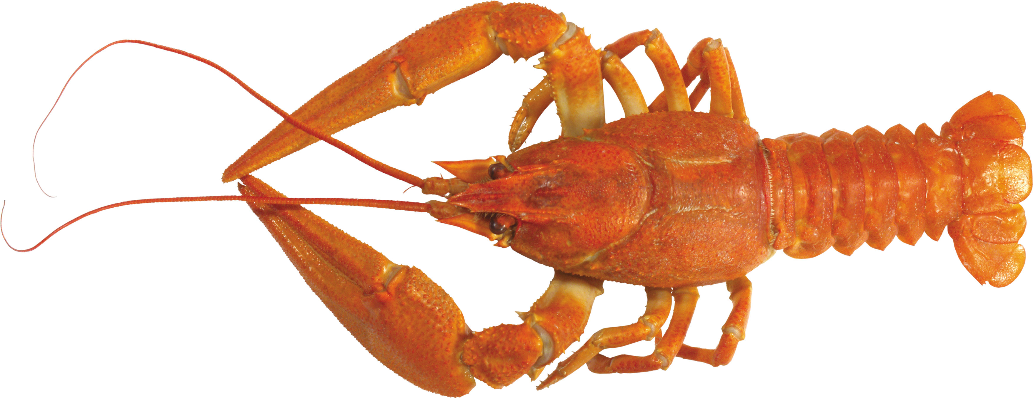 Detail Transparent Lobster Nomer 24