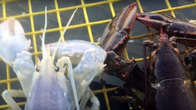 Detail Transparent Lobster Nomer 25