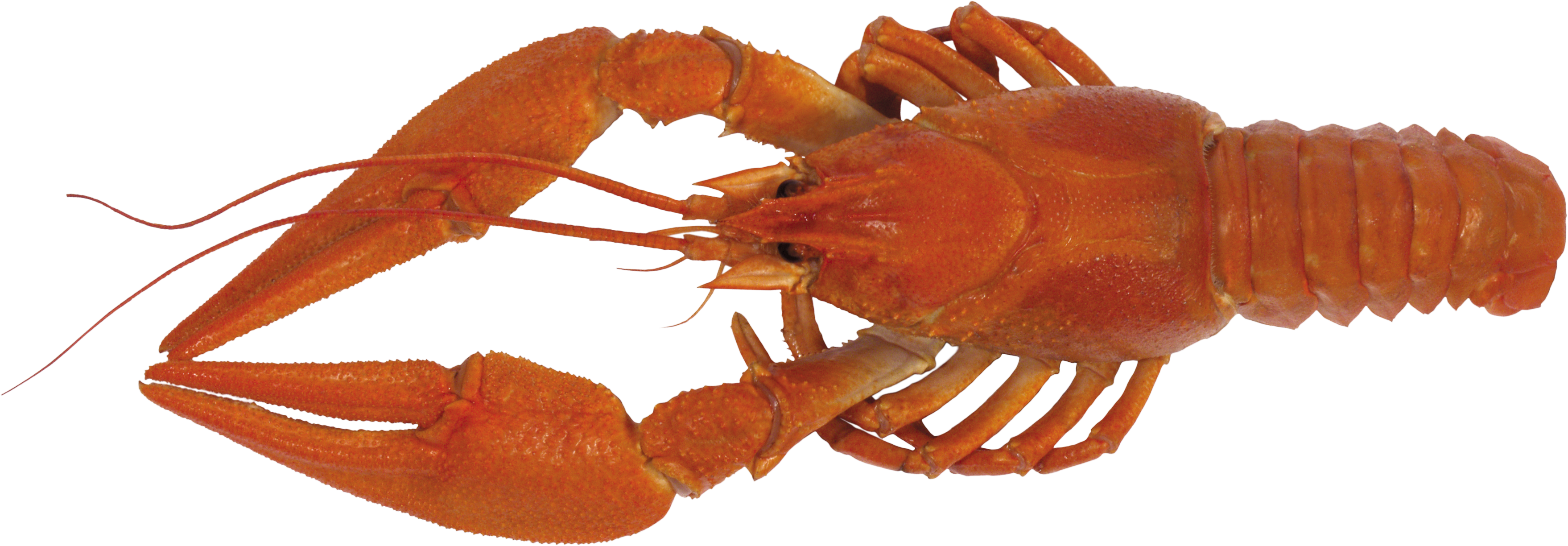 Detail Transparent Lobster Nomer 26