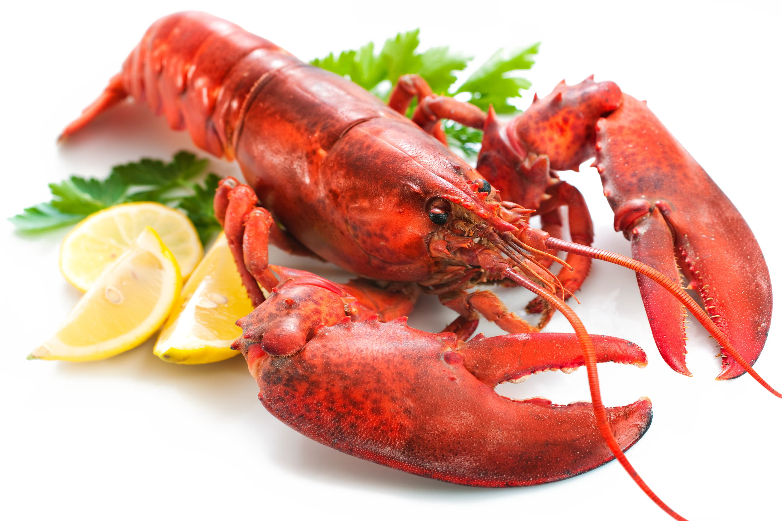 Detail Transparent Lobster Nomer 27