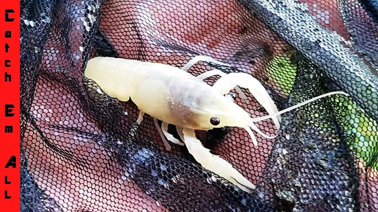Detail Transparent Lobster Nomer 28