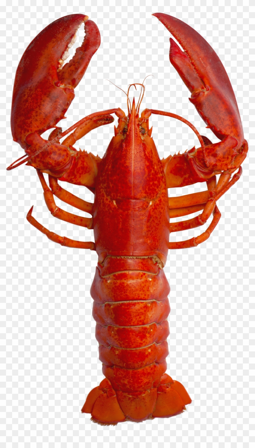 Detail Transparent Lobster Nomer 29