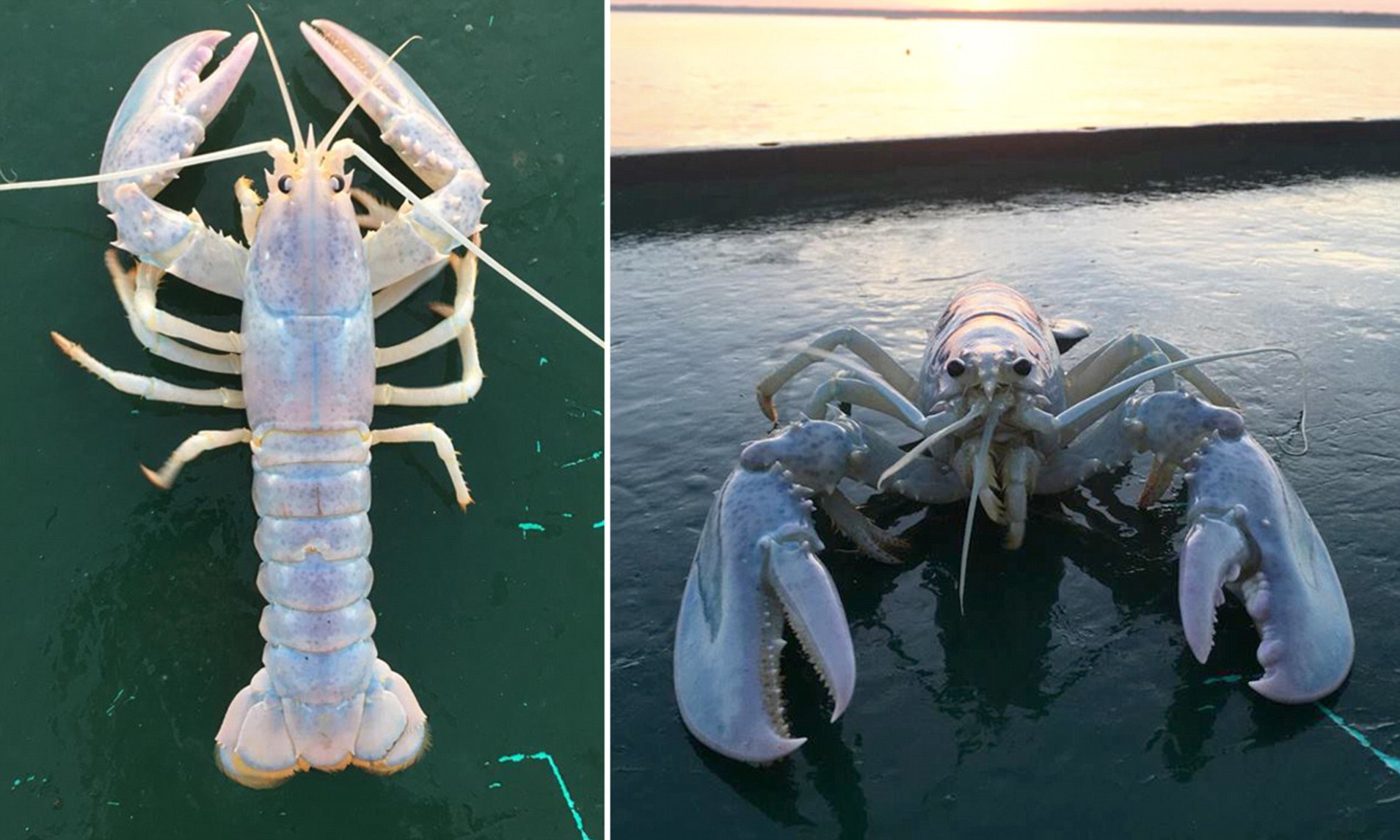 Detail Transparent Lobster Nomer 30