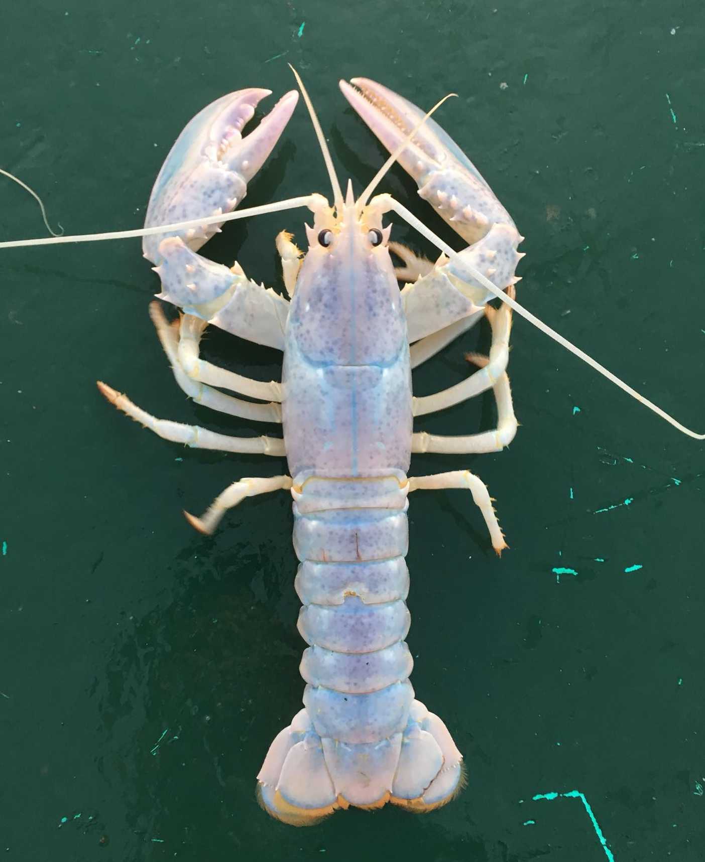 Detail Transparent Lobster Nomer 31