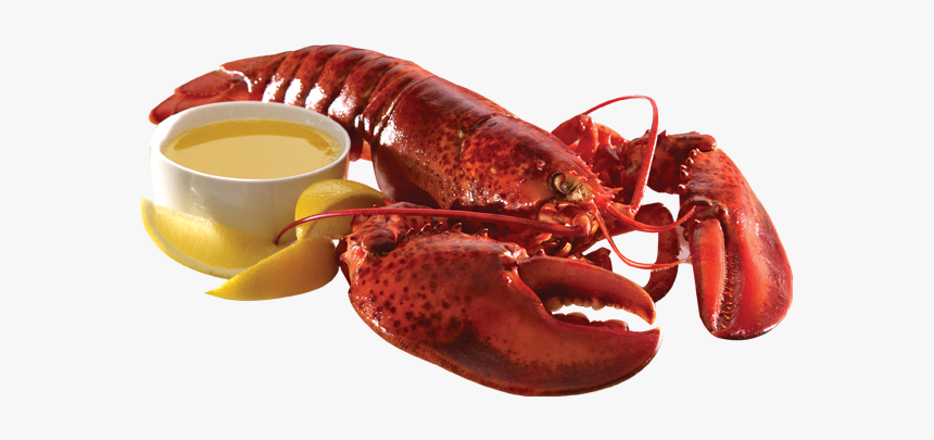 Detail Transparent Lobster Nomer 32