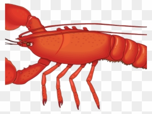 Detail Transparent Lobster Nomer 34