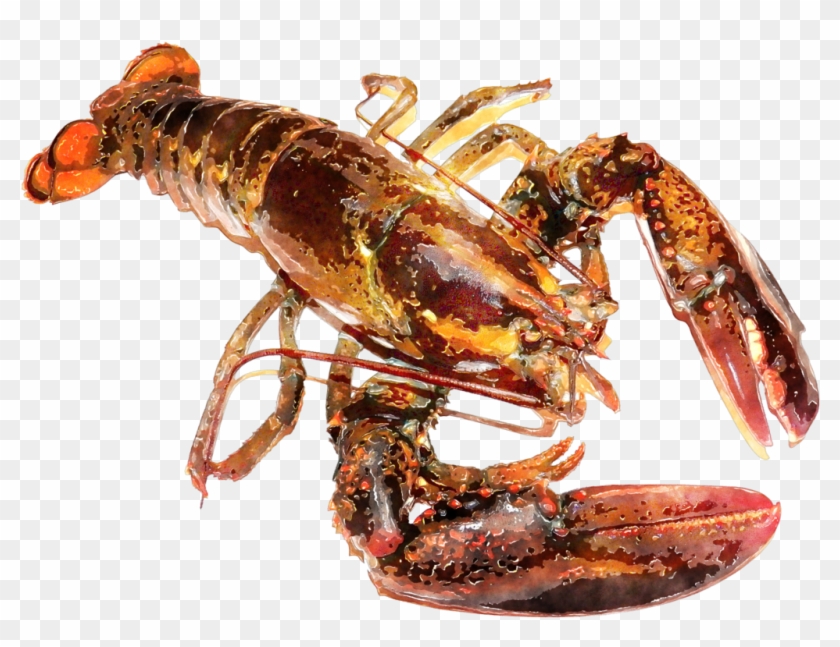 Detail Transparent Lobster Nomer 35