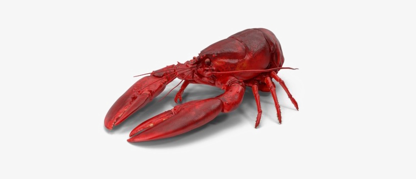 Detail Transparent Lobster Nomer 36
