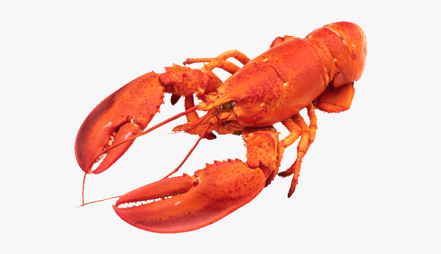 Detail Transparent Lobster Nomer 4