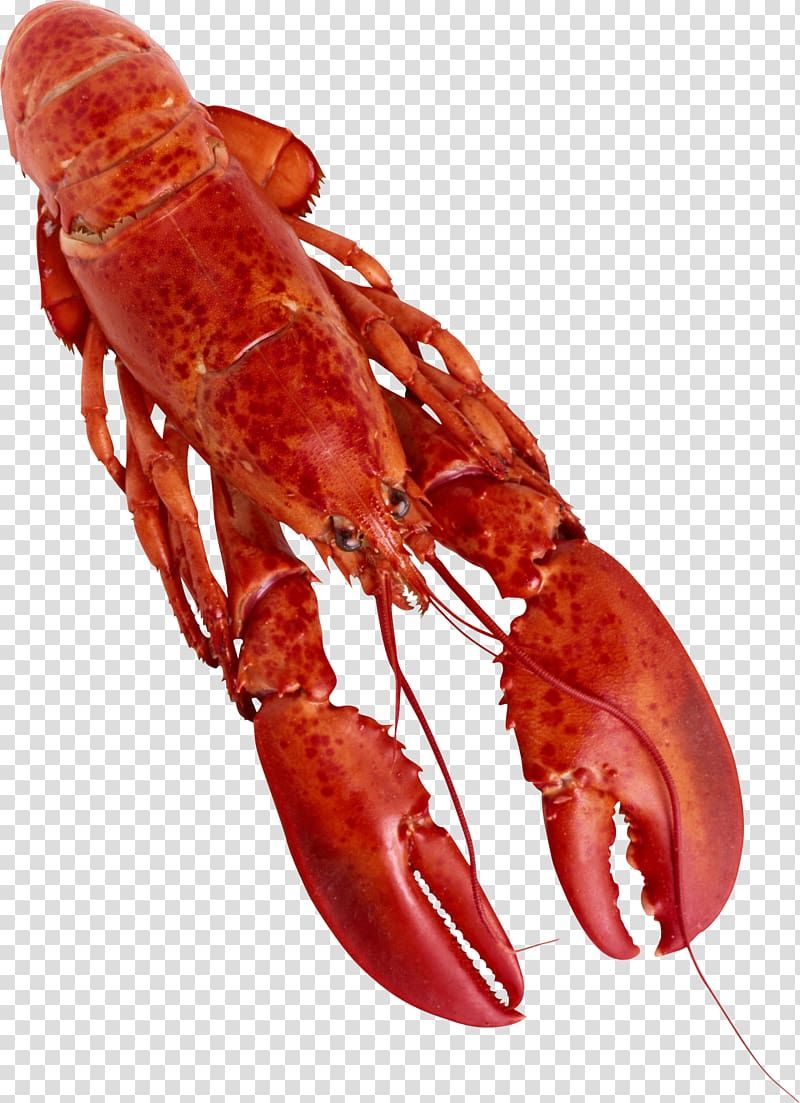 Detail Transparent Lobster Nomer 37