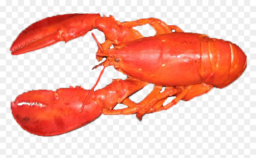 Detail Transparent Lobster Nomer 38