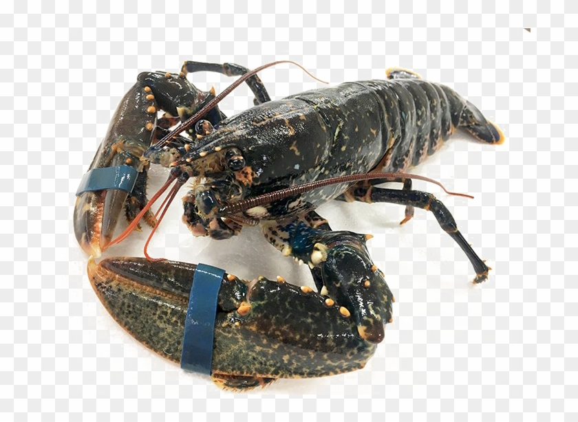 Detail Transparent Lobster Nomer 39