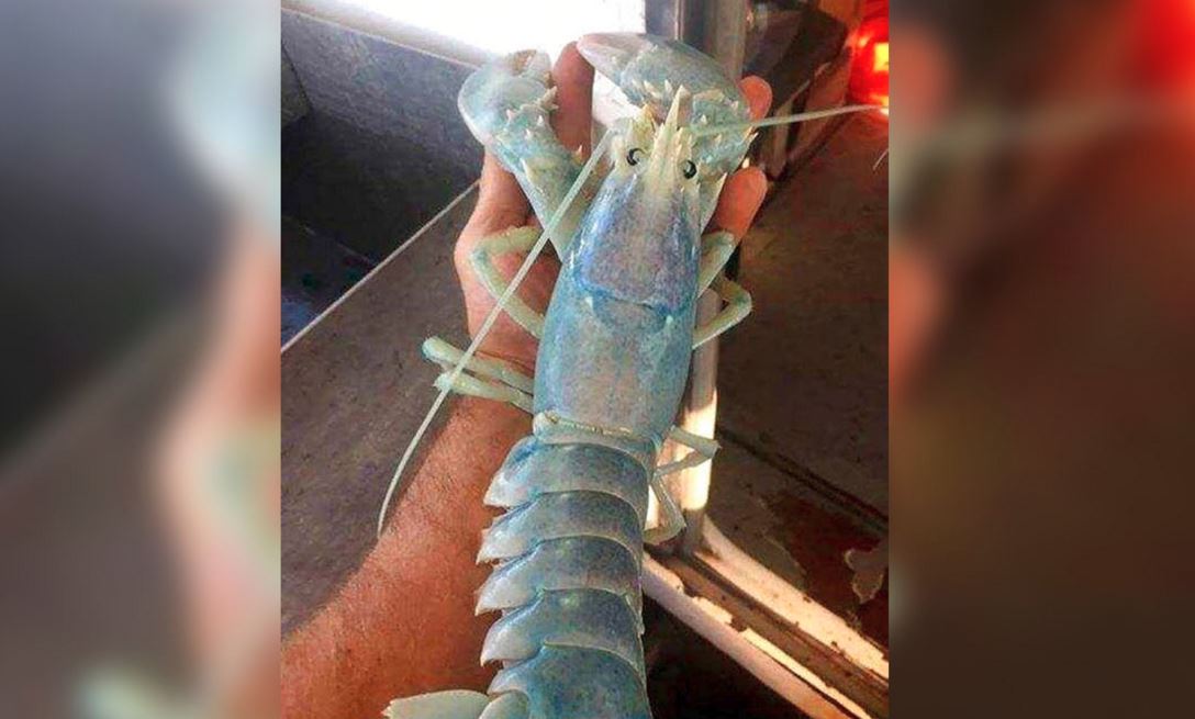 Detail Transparent Lobster Nomer 40