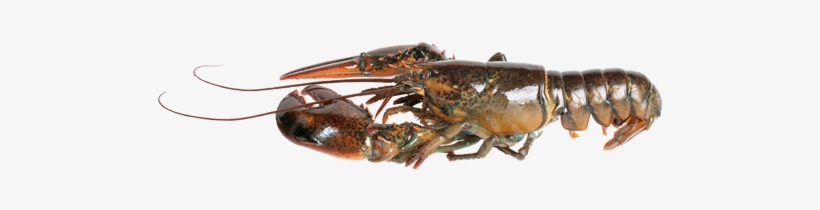 Detail Transparent Lobster Nomer 41