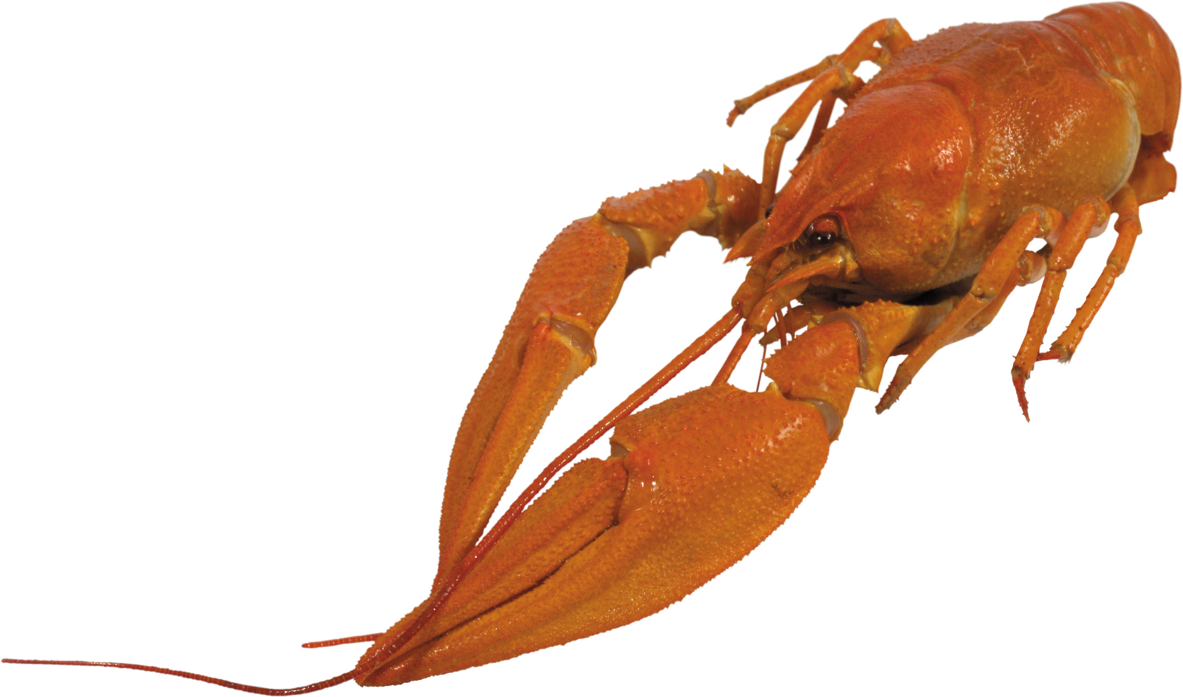 Detail Transparent Lobster Nomer 42