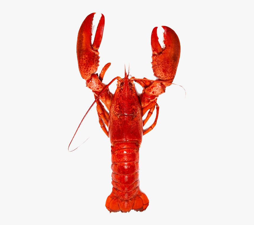 Detail Transparent Lobster Nomer 43