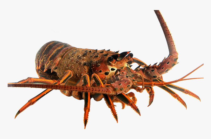 Detail Transparent Lobster Nomer 44