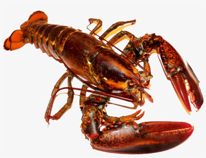 Detail Transparent Lobster Nomer 45