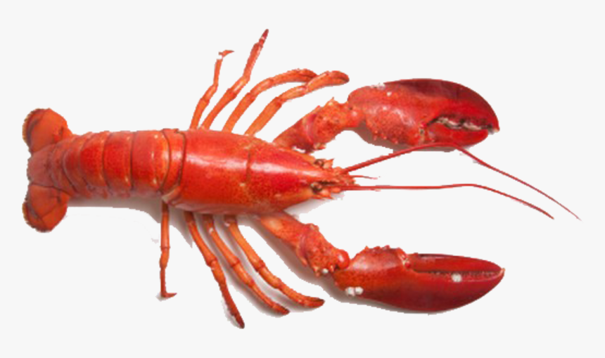 Detail Transparent Lobster Nomer 5