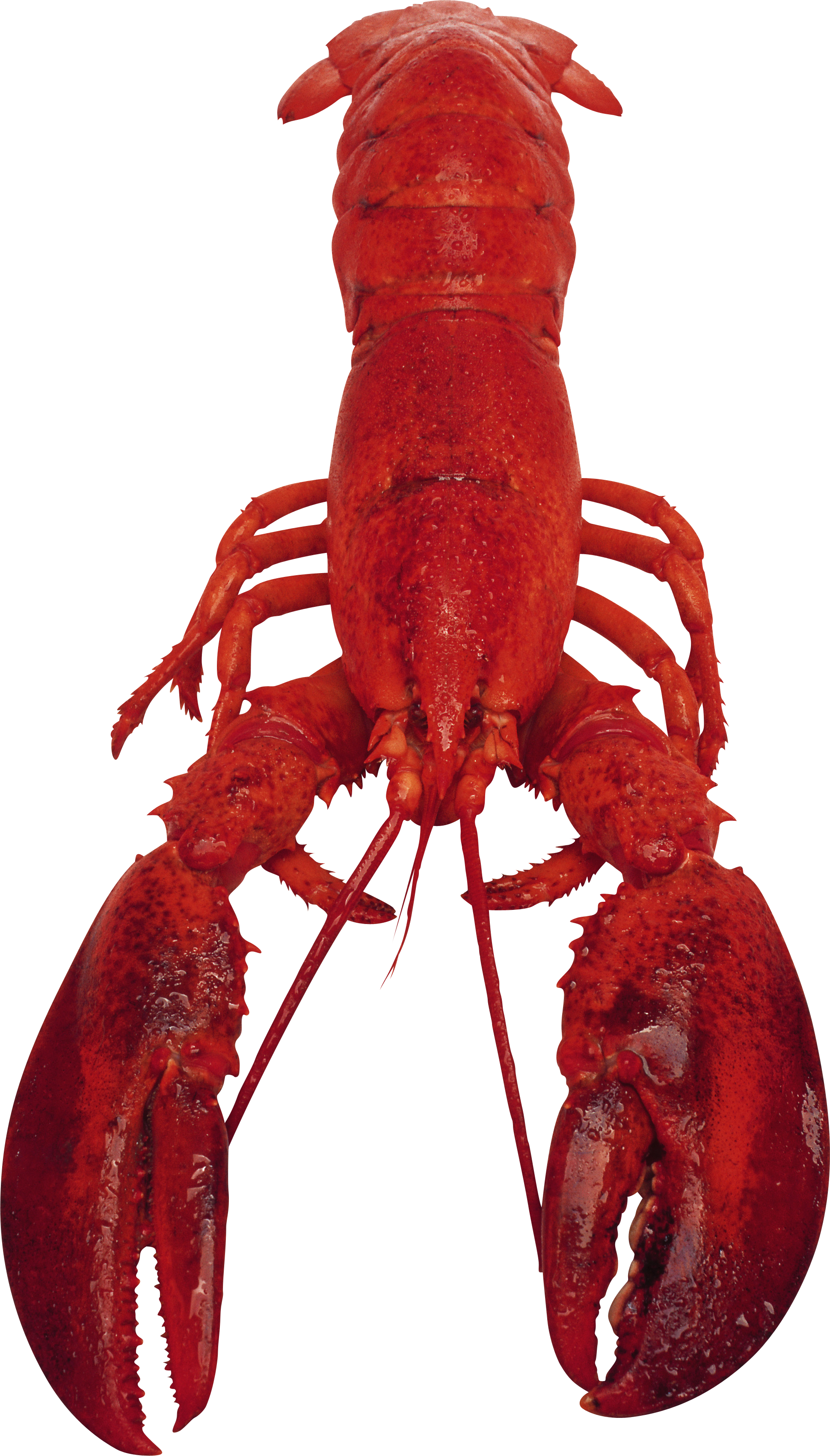 Detail Transparent Lobster Nomer 46