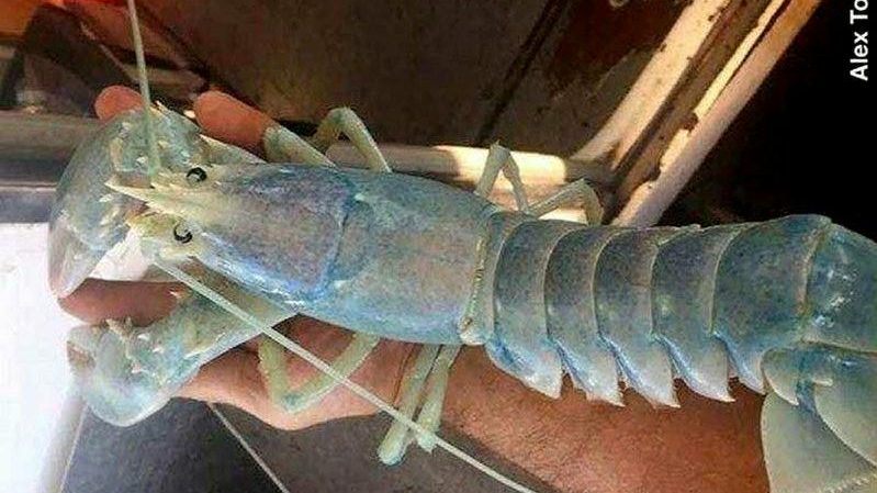 Detail Transparent Lobster Nomer 48