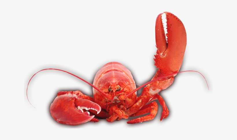 Detail Transparent Lobster Nomer 49
