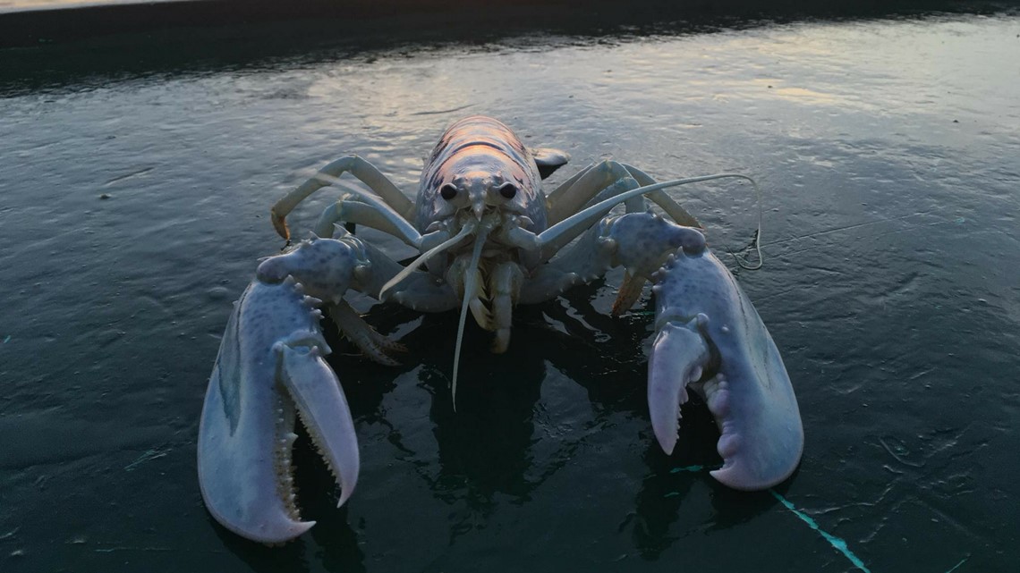 Detail Transparent Lobster Nomer 50