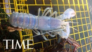 Detail Transparent Lobster Nomer 51