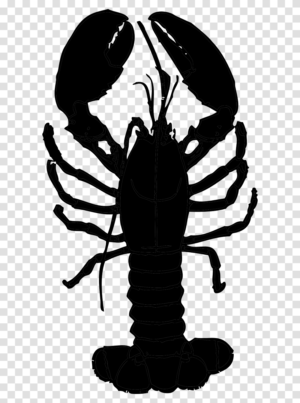 Detail Transparent Lobster Nomer 52