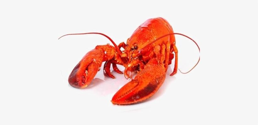 Detail Transparent Lobster Nomer 53