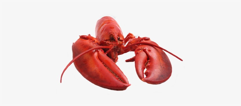 Detail Transparent Lobster Nomer 6