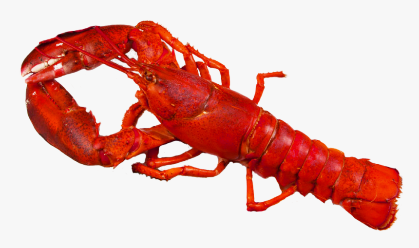 Detail Transparent Lobster Nomer 8