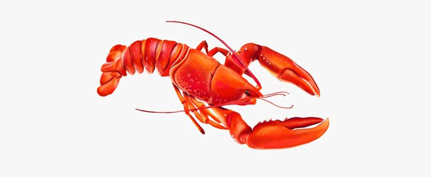 Detail Transparent Lobster Nomer 9