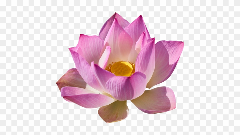 Detail Transparent Lotus Flower Nomer 16