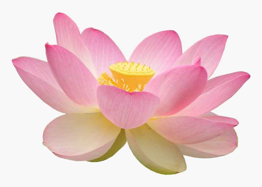 Detail Transparent Lotus Flower Nomer 17